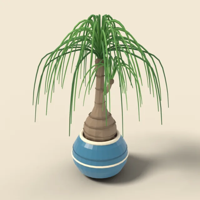 Ponytail palm in round pot