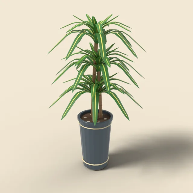 Dracaena with striped leaves in tall pot