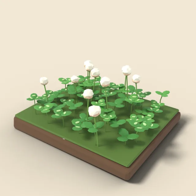 Clover patch with white flowers