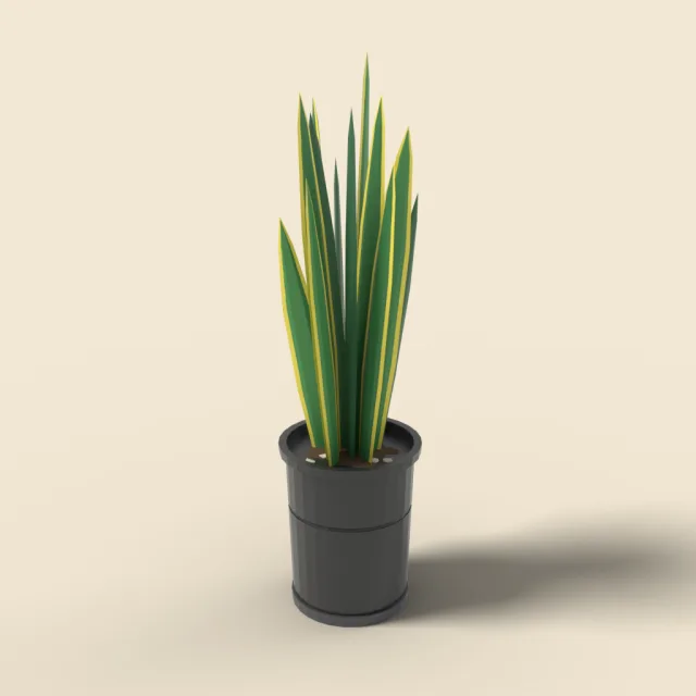 Tall snake plant in black planter