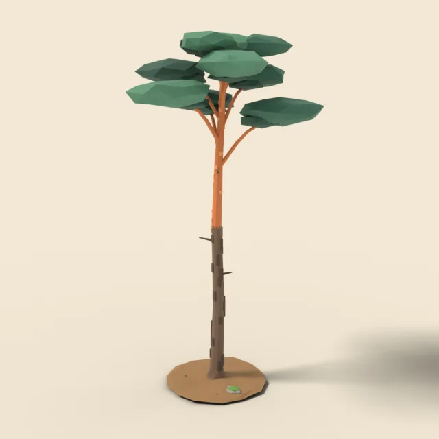 Tall Scots pine with flat top