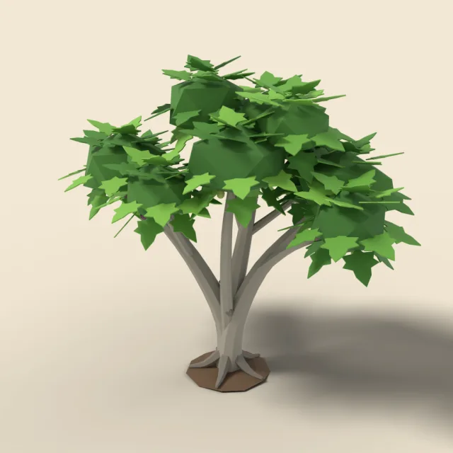 Fig tree with broad leaves