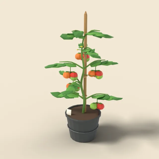 Tomato plant on stake