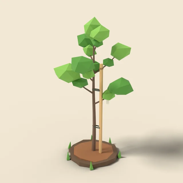 Young sapling oak with thin trunk