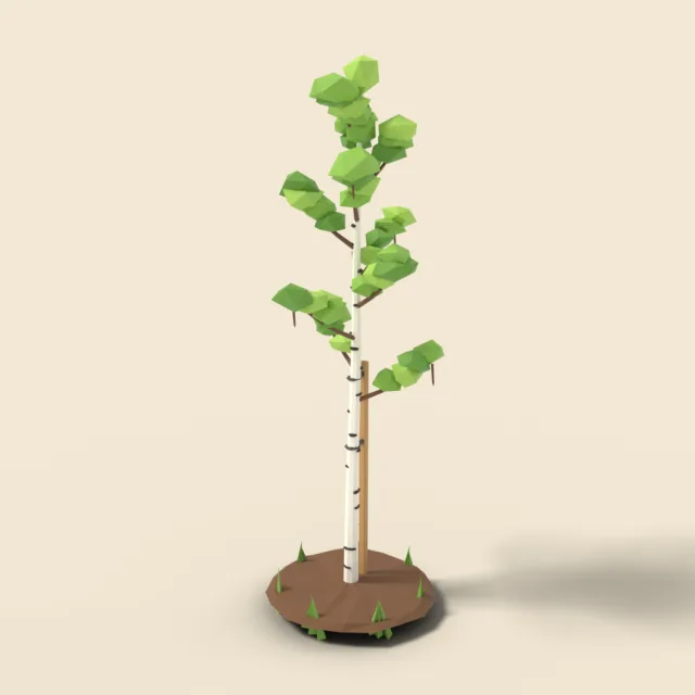 Young birch sapling