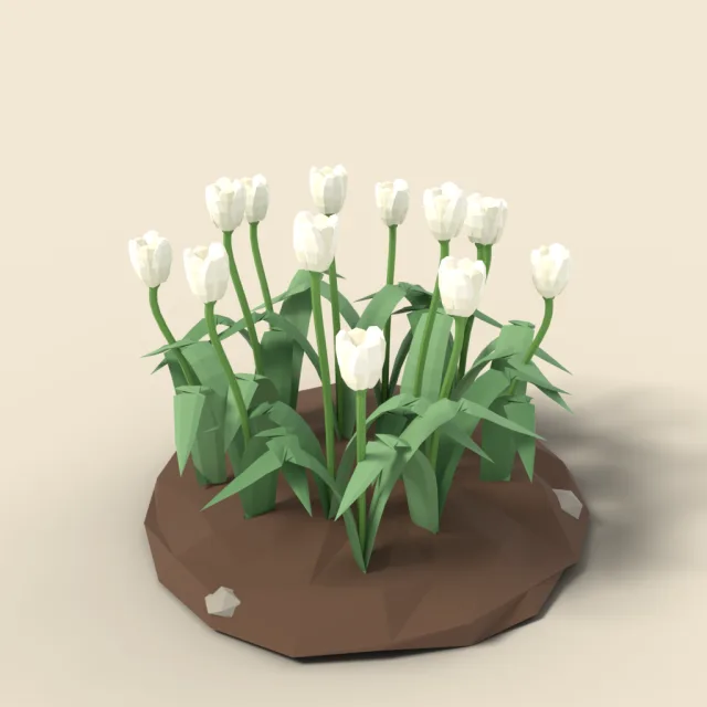 White tulip clump
