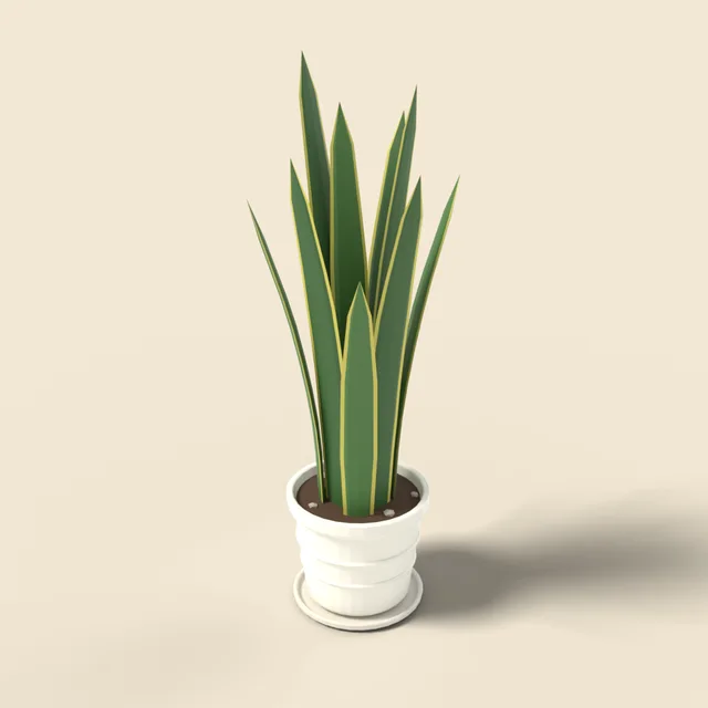 Snake plant in white ceramic pot