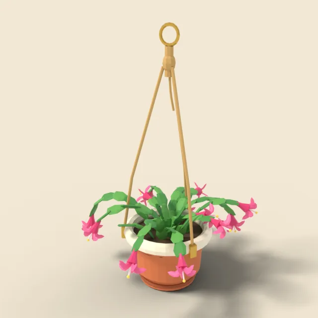 Christmas cactus in hanging pot