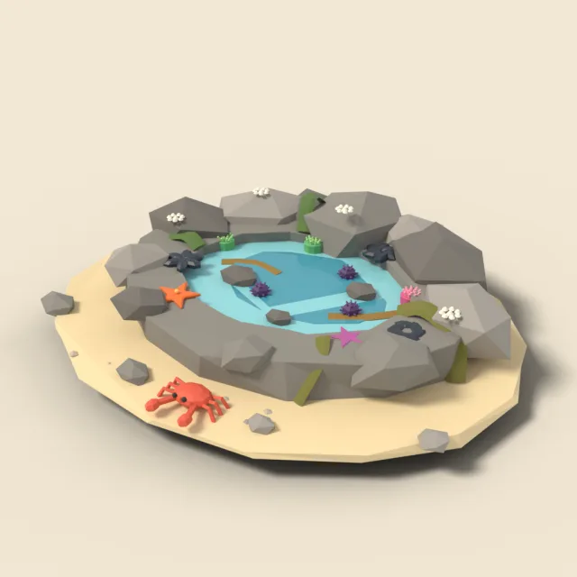 Rocky shore tide pool