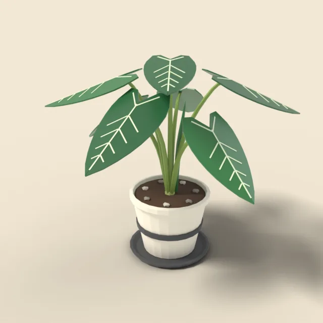 Alocasia elephant ear in pot