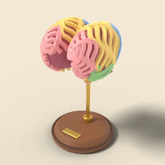 Brain model on stand