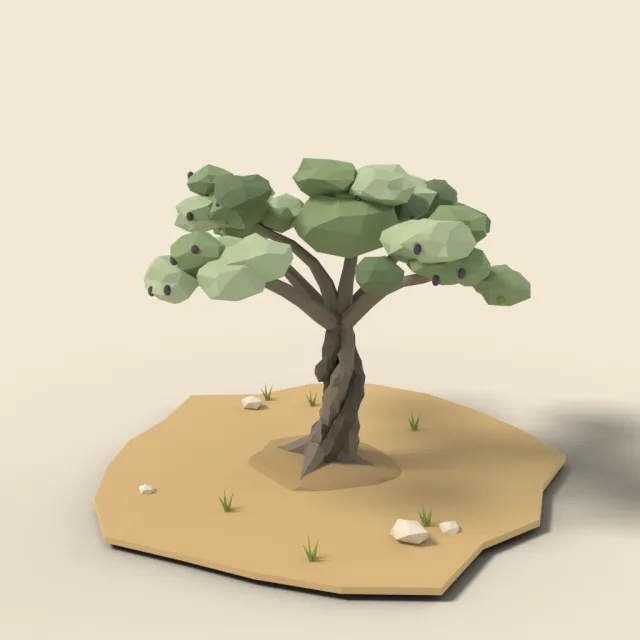 Olive tree with gnarled trunk