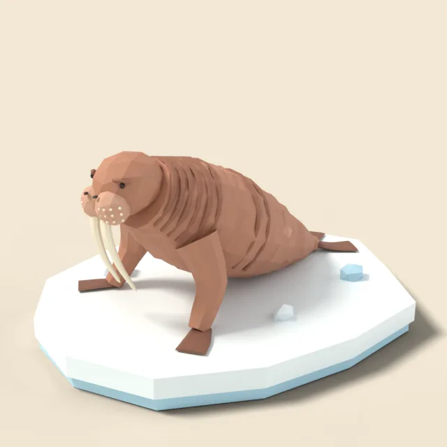 Walrus with long tusks