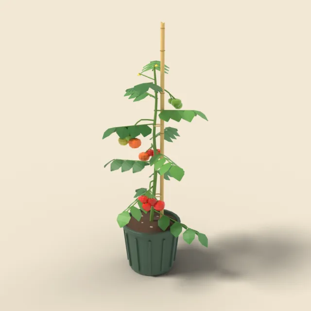 Tomato plant on bamboo stake