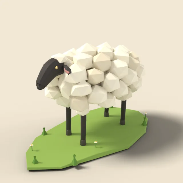Standing woolly sheep