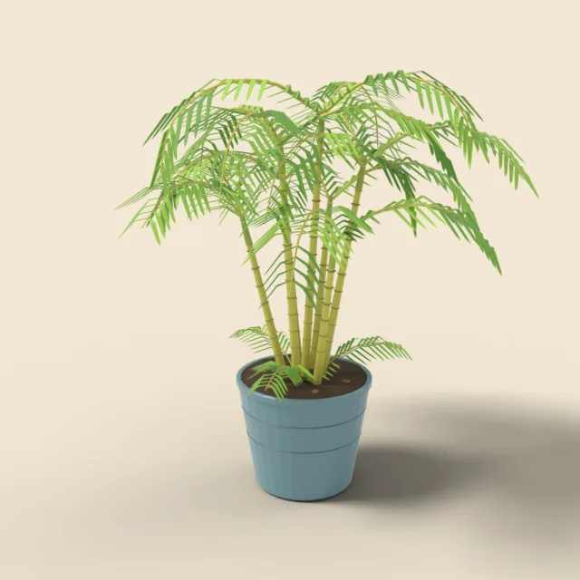 Areca palm in large pot