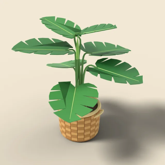 Monstera plant in woven basket