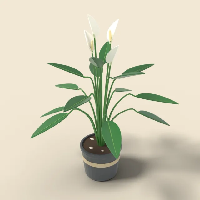 Peace lily with white flowers