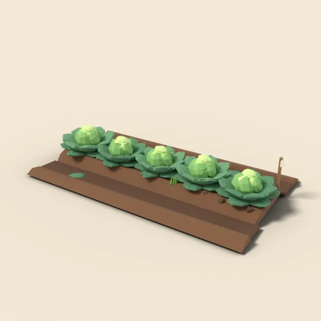 Cabbage row in field