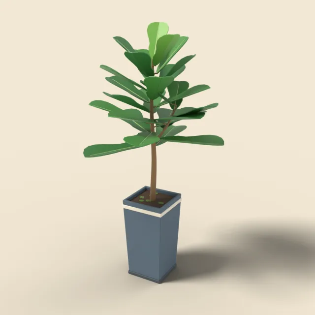 Fiddle leaf fig in tall planter