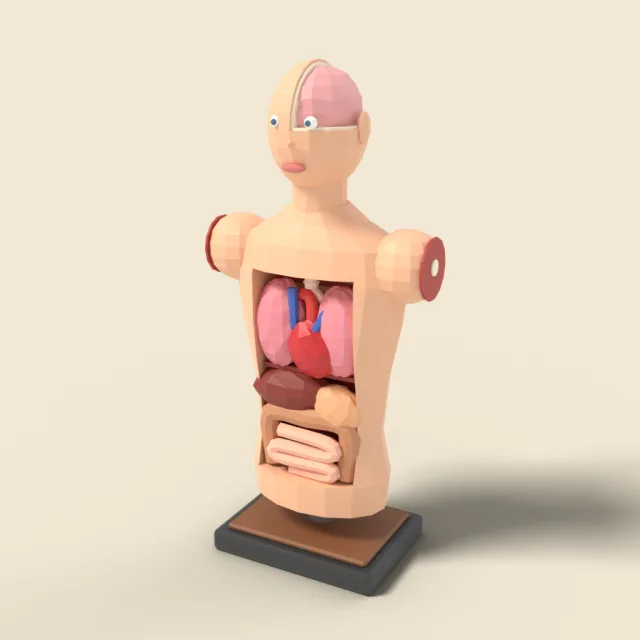 Anatomical torso model