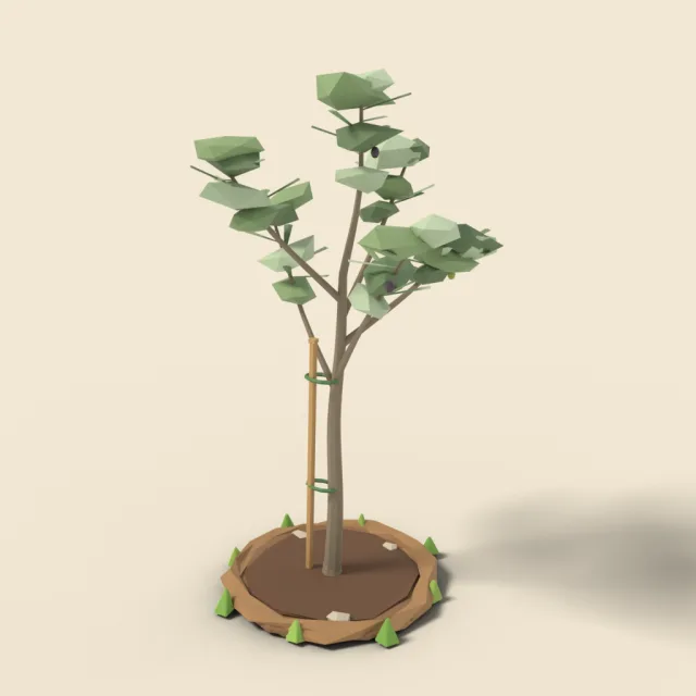 Young olive sapling