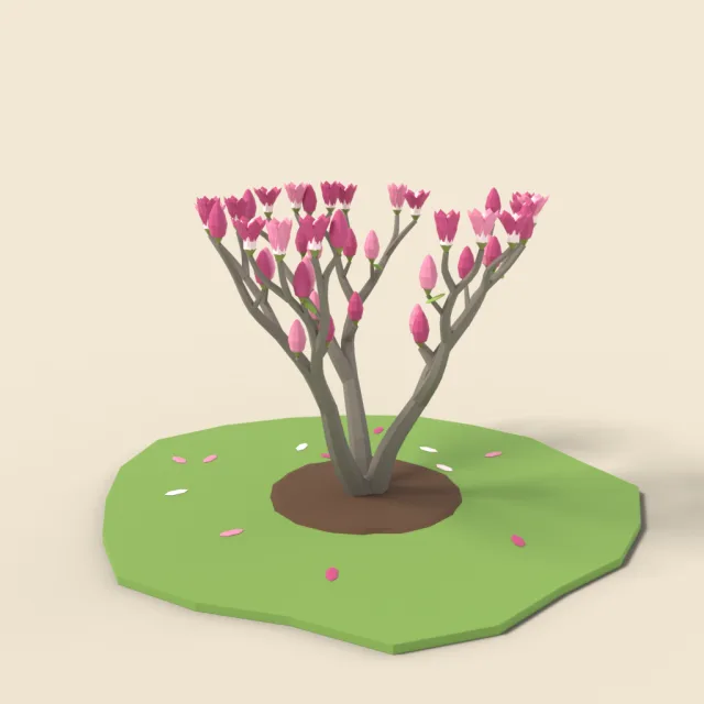 Flowering magnolia with pink buds
