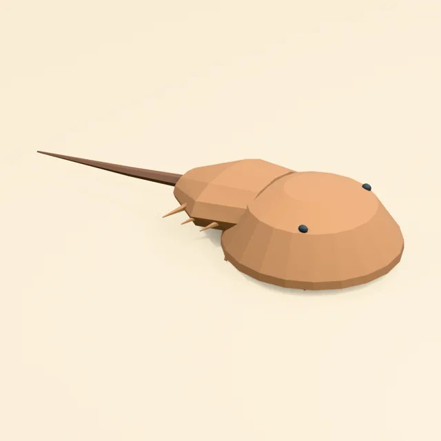 horseshoe_crab_broad_shield_000