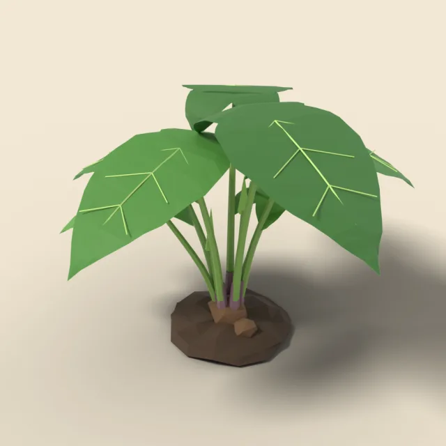 Taro plant with big leaves