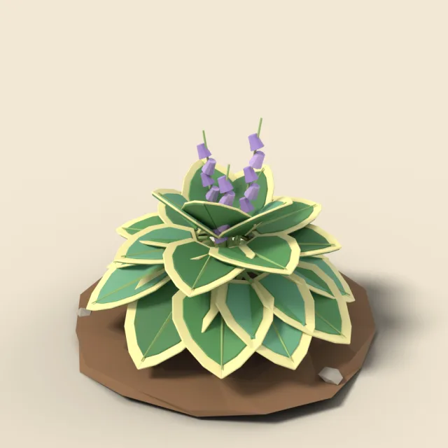 Hosta clump with broad leaves