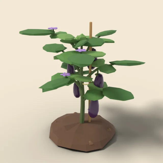 Eggplant plant with purple fruit