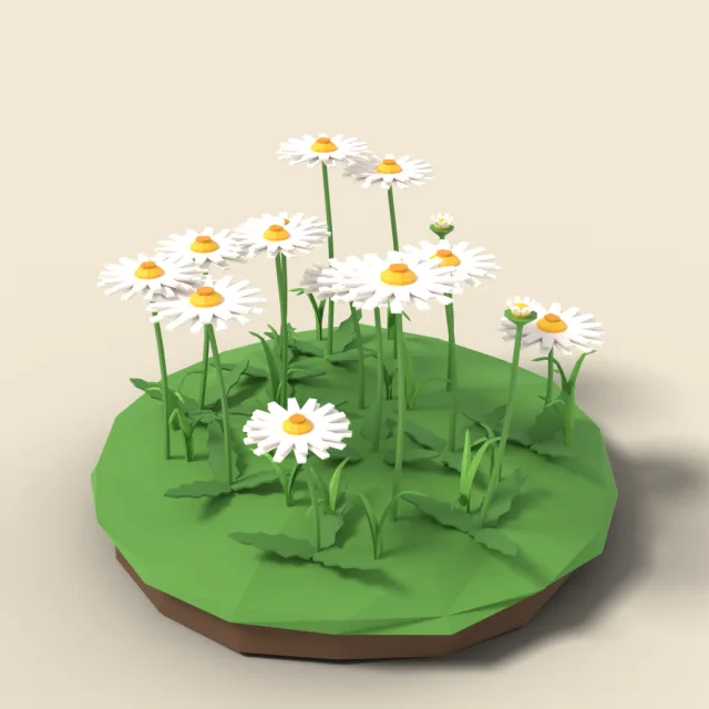 Daisy patch with white petals
