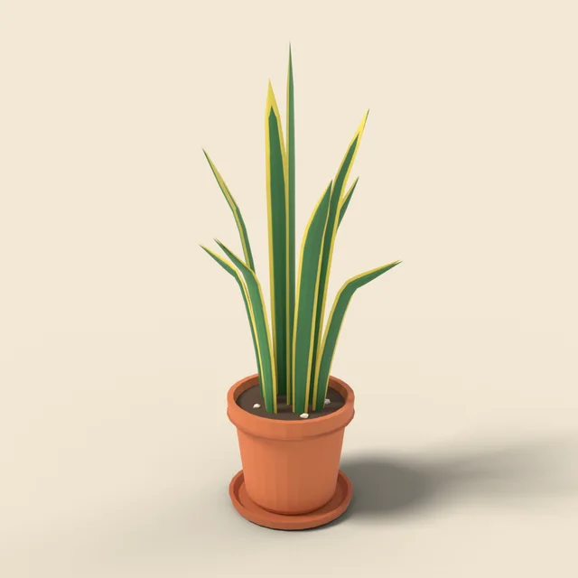 Potted snake plant