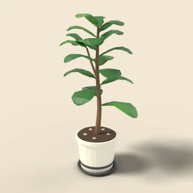 Potted fiddle-leaf fig