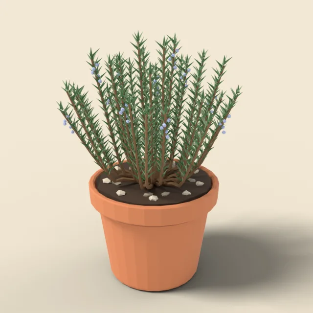 Rosemary bush in clay pot