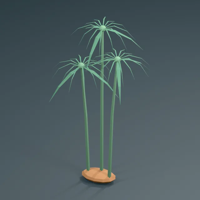 drooping_umbel_triangular_papyrus