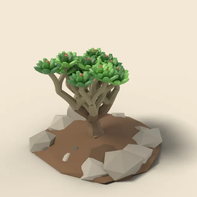 Jade shrub in rocky ground