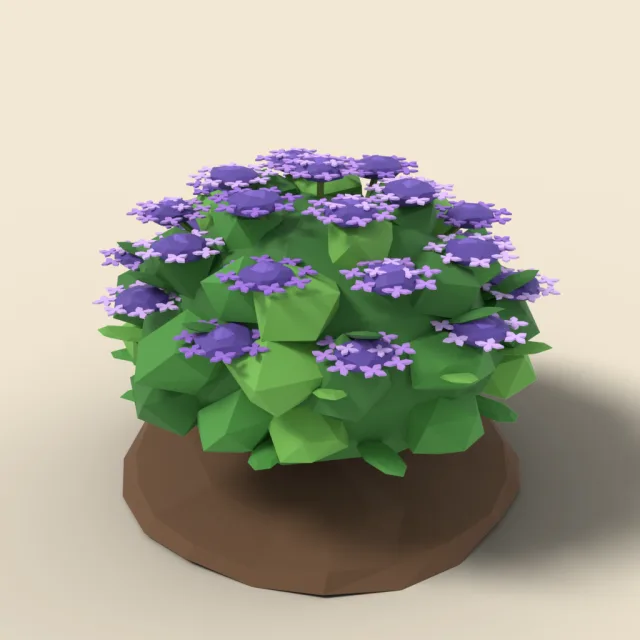 Purple lacecap hydrangea shrub