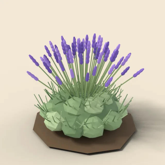 Lavender bush in bloom
