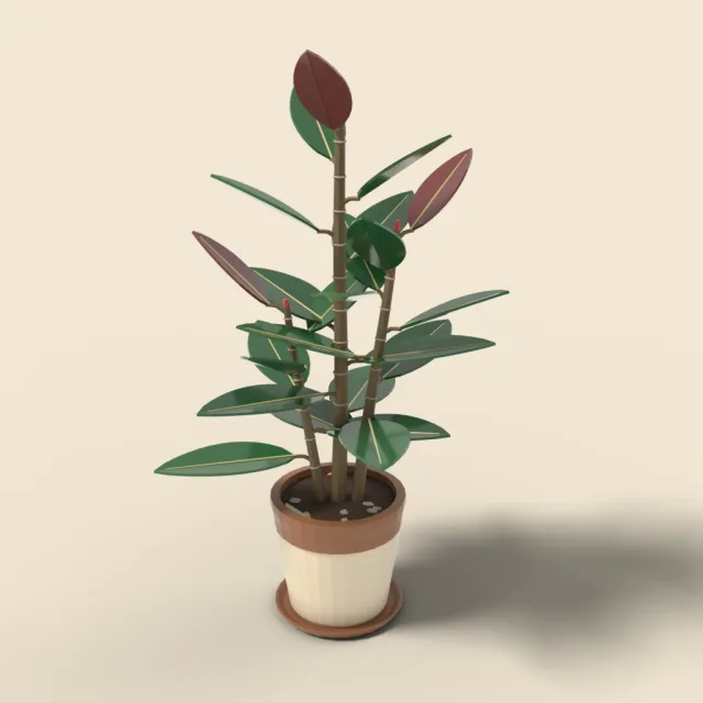 Rubber plant with glossy leaves