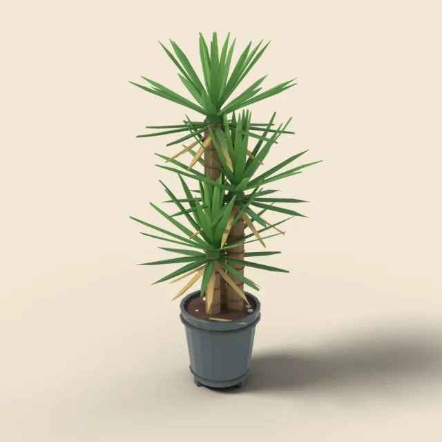 Yucca cane in floor pot