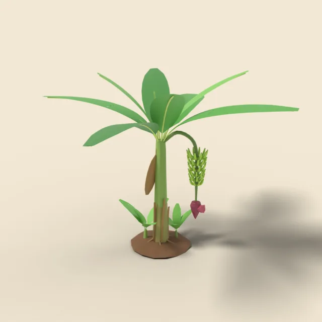 Banana plant with fruit bunch