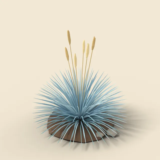 Blue fescue grass tuft