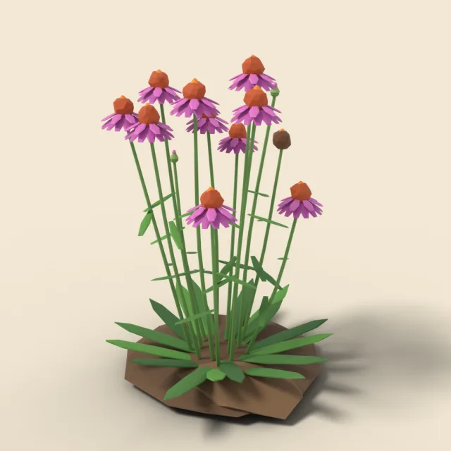 Purple coneflower clump