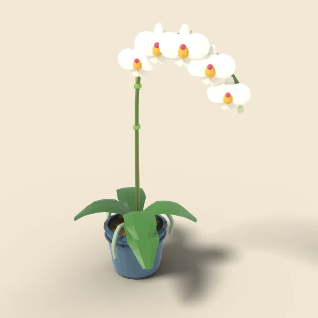 Orchid with white blooms in pot