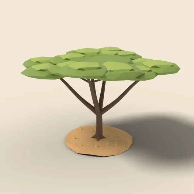 Acacia tree with umbrella crown