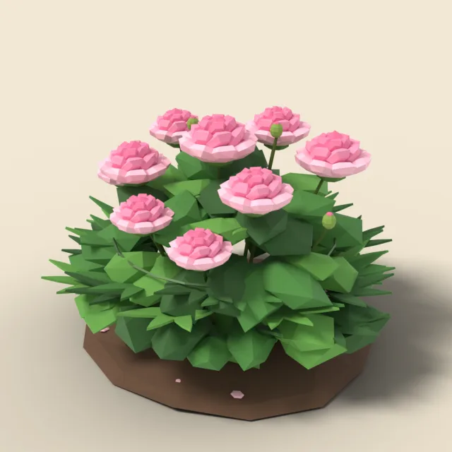 Peony bush with pink blooms
