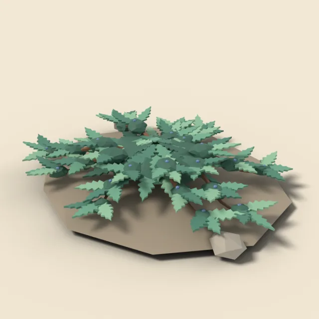 Juniper shrub low and spreading