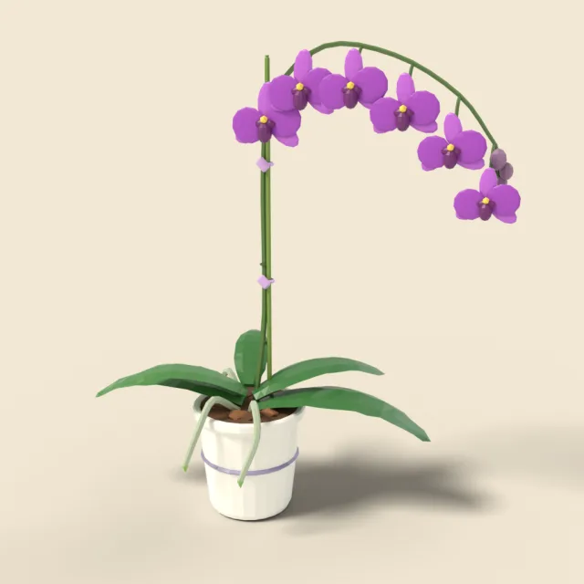 Orchid with purple blooms on stake