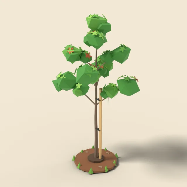 Young maple sapling with stake